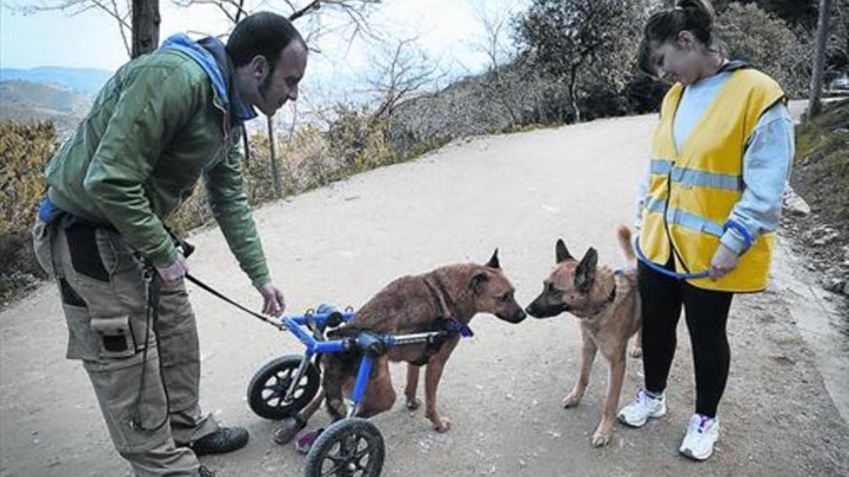 Un cuidador de la perrera de Barcelona pasea el pasado enero a Brownie, un perro abandonado y atropellado que finalmente fue adoptado.