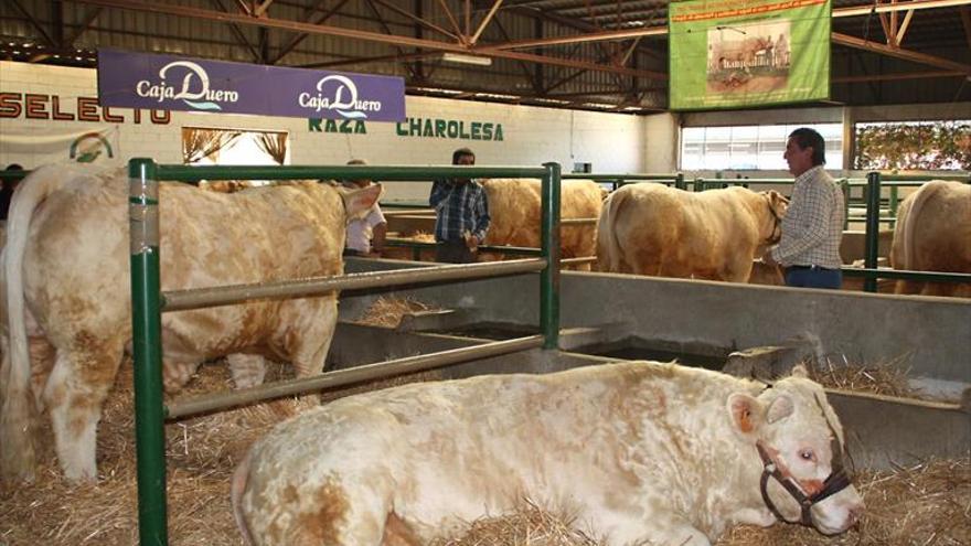 38 ejemplares de charolés estarán en la subasta de la Agroganadera