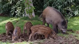 La plaga de jabalís se extiende aún más por Castellón: mira si tu municipio está afectado