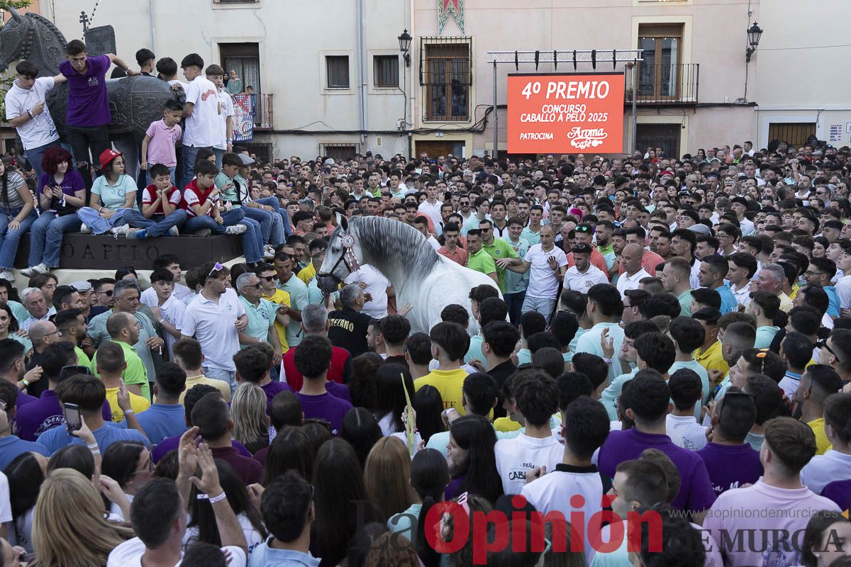 Fiestas de Caravaca | Entrega de premios del concurso morfológico