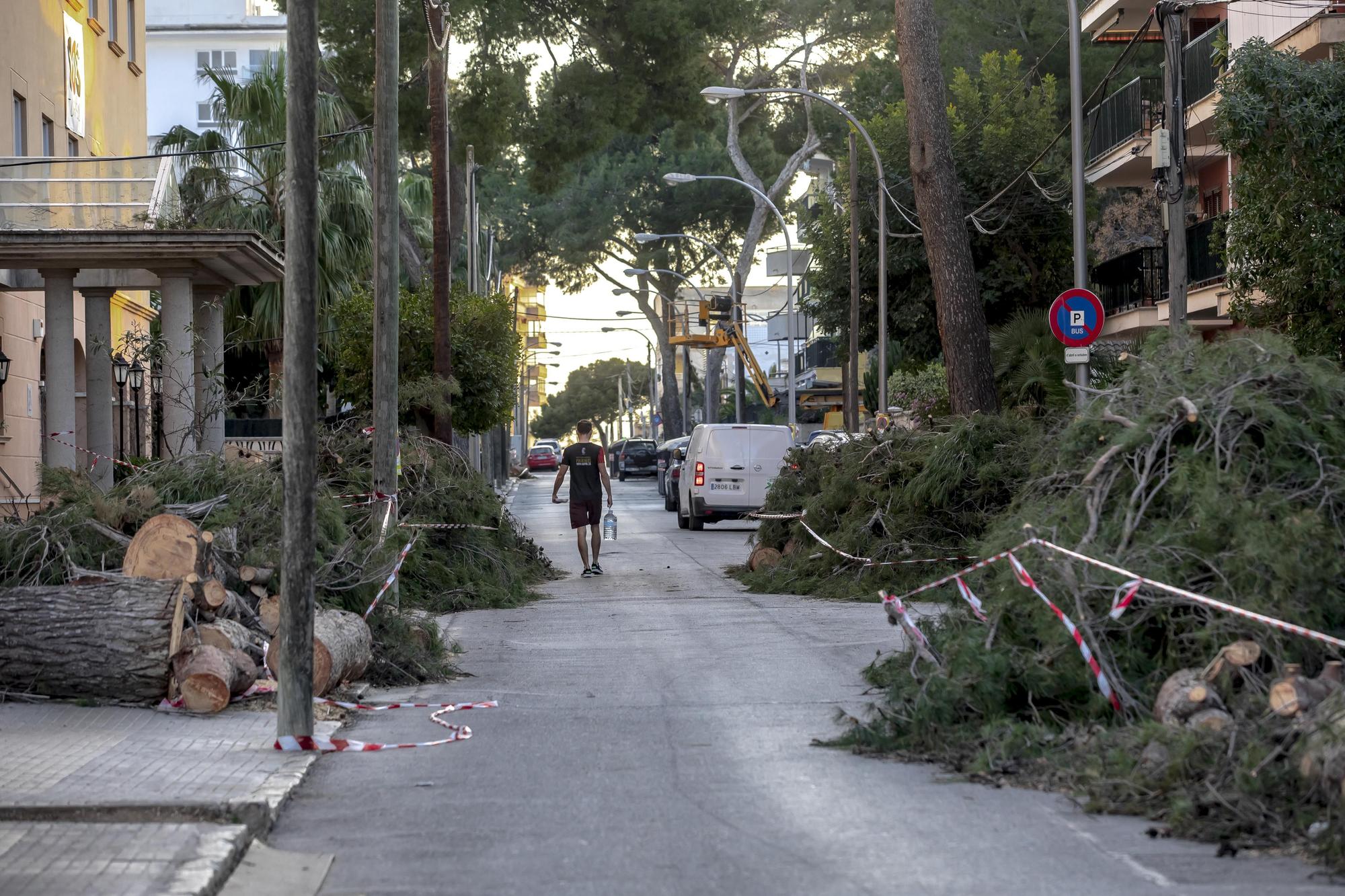 Los vecinos lamentan el "exterminio masivo" de árboles en la calle Pins de Can Pastilla