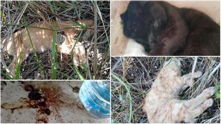 Brutal envenenamiento de más de 50 gatos en Burriana
