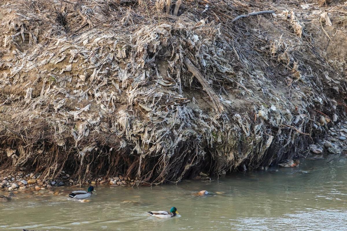 Unos patos nadan junto a la isla de toallitas que ha emergido en el río Guadalquivir, junto al Puente Romano.