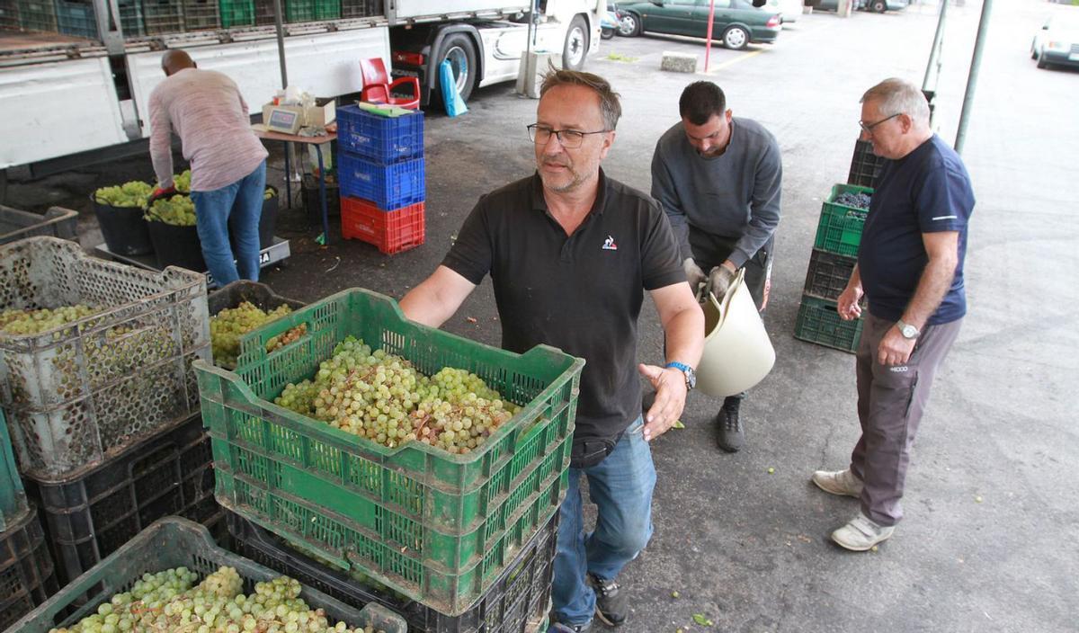 Jose Maria, mostrando parte de las uvas de la Ribera del Duero zamorana. |  Iñaki Osorio