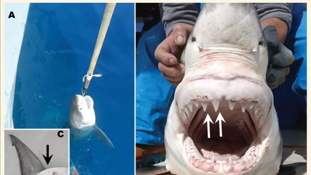 Fischer zogen das Jungtier am 20. April 2023 aus dem Wasser.