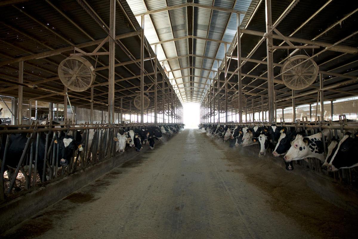 Una de les granges on es va vacunar contra la dermatosi.