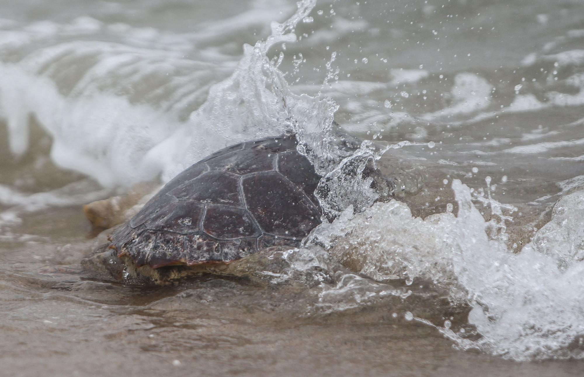 Liberación de tortugas marinas en el Parador de El Saler