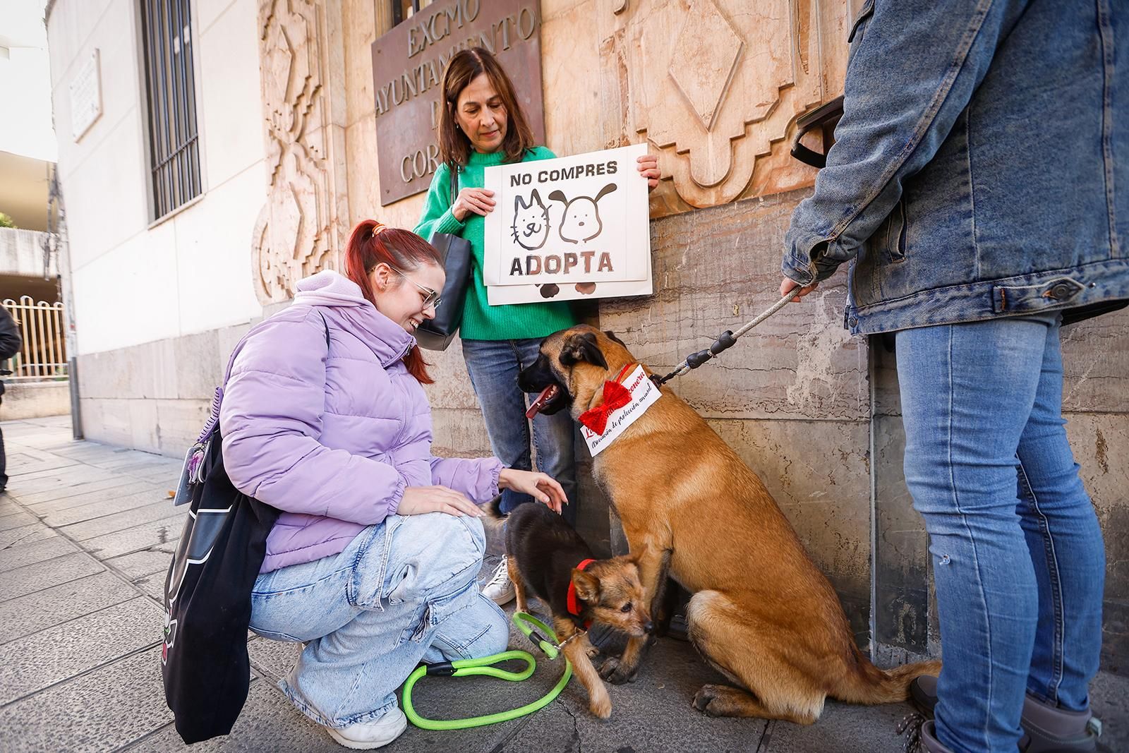 Un paseo con perros para fomentar la adopción