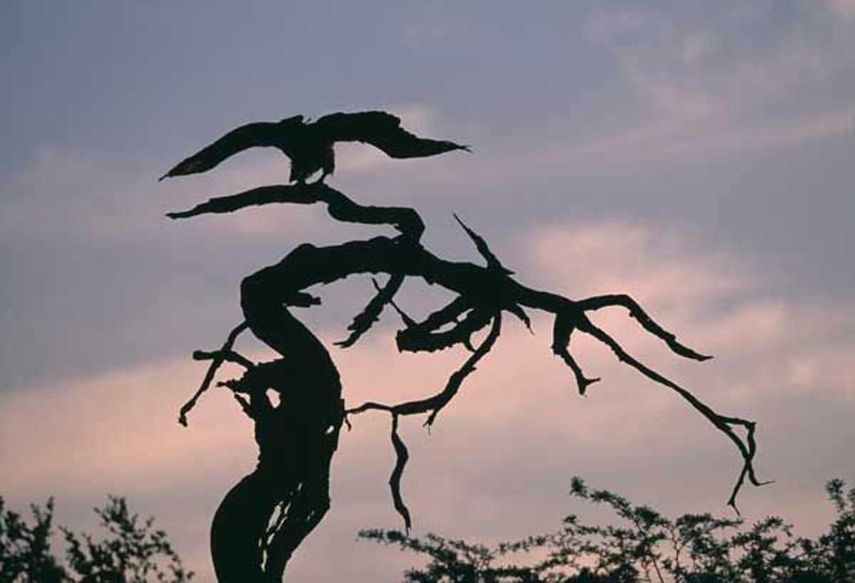 Silueta de un buitre sobre las ramas de un árbol en Makgadikgadi Pans.