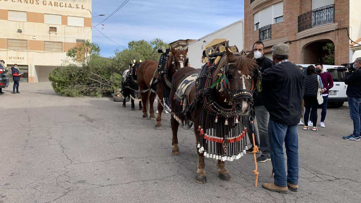 El punto de partida de la &#039;Baixà del pi&#039; está en el barrio Carbonaire.