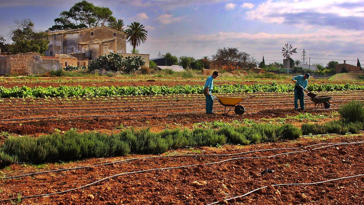 Finca de agricultura ecológica en Son Ferriol.