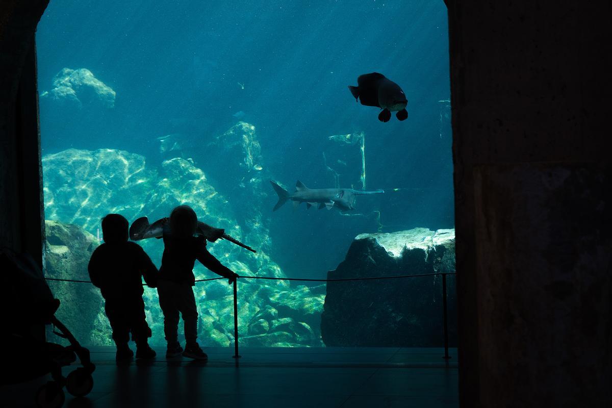 Es el mejor momento para volver a visitar Bioparc Fuengirola