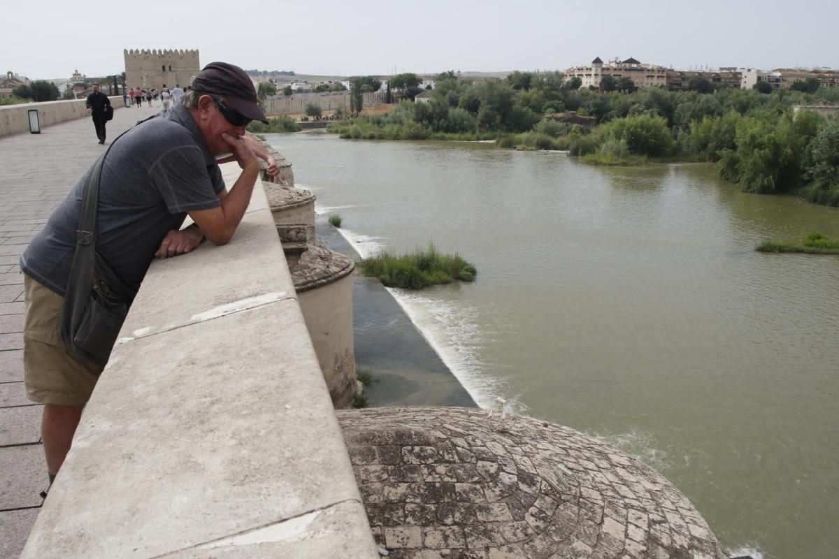 La mancha de orujo deja cientos de peces muertos en el Guadalquivir.