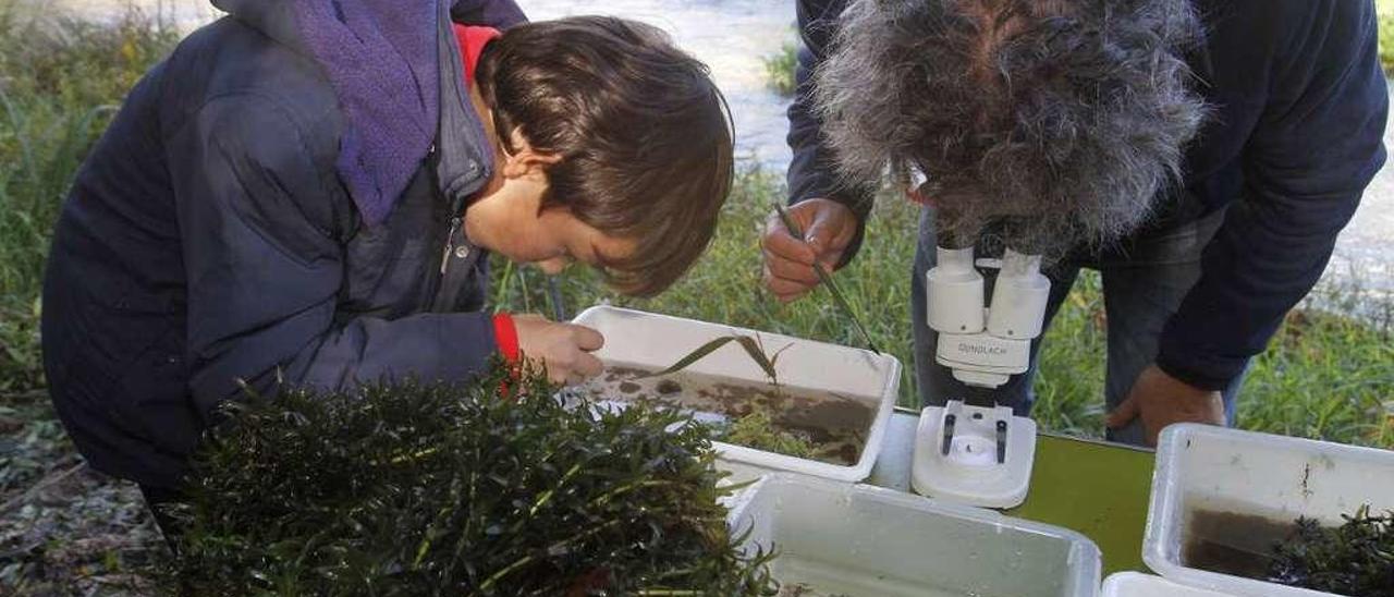 La inspección de las especies del Umia ha sido meticulosa. // Iñaki Abella