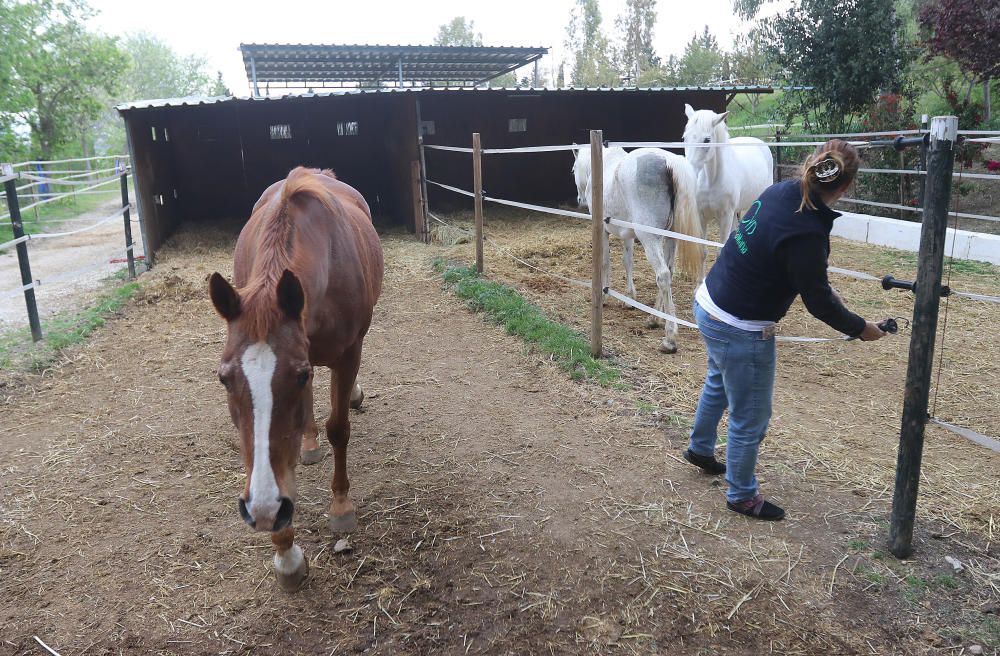 Santuario de caballos CYD Santa María en Alhaurín