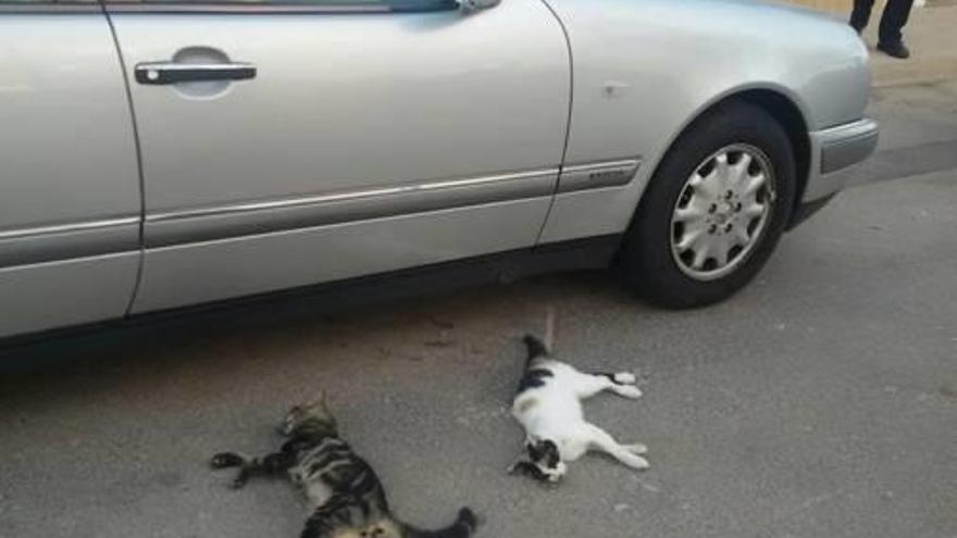 Imagen de los gatos envenenados sobre la calzada.