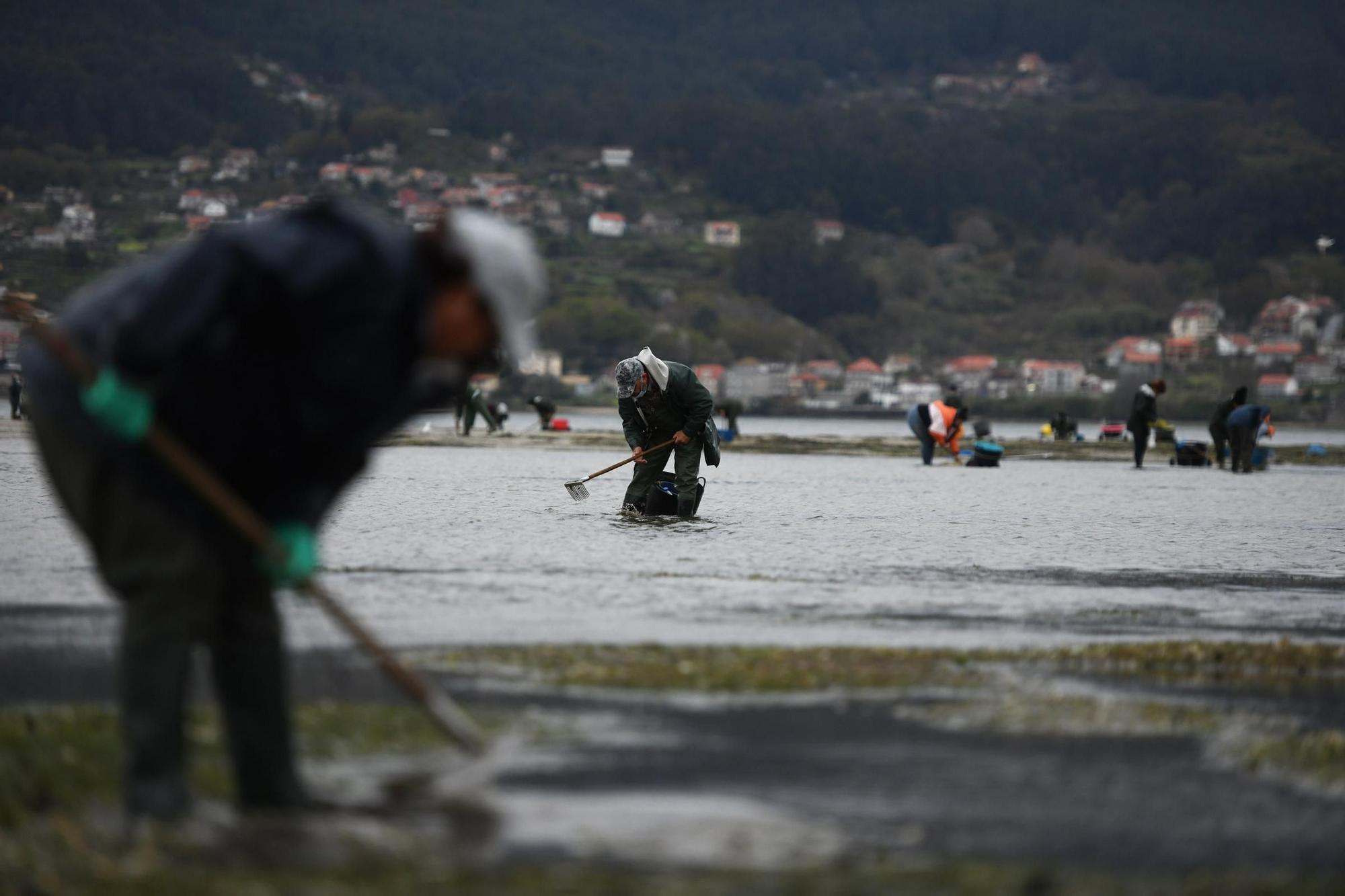 Las mariscadoras vuelven a faenar