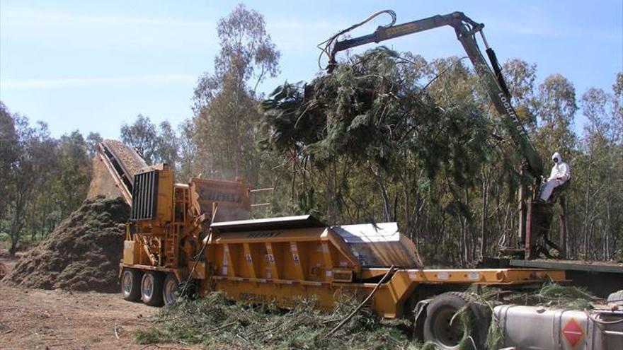 El ‘gusano’ comepinos