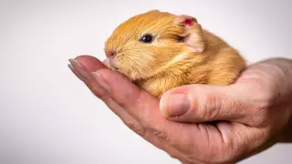 Estas son las multas por tener una "mascota prohibida" por la nueva ley