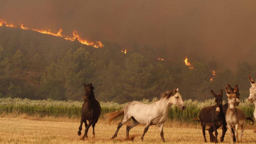 Propietaris forestals alerten que les pluges només han estat &quot;un respir&quot; i que el bosc continua sent &quot;un polvorí&quot;