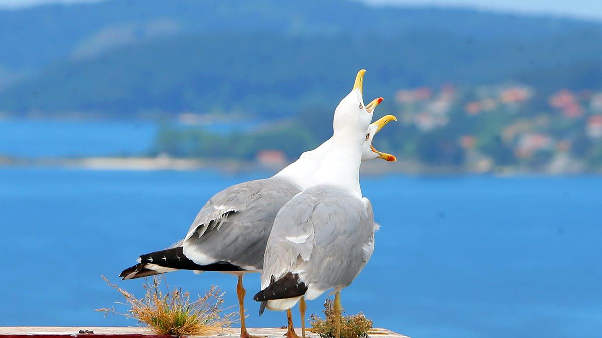 Dos gaviotas grazanando sobre una azotea en Vigo.