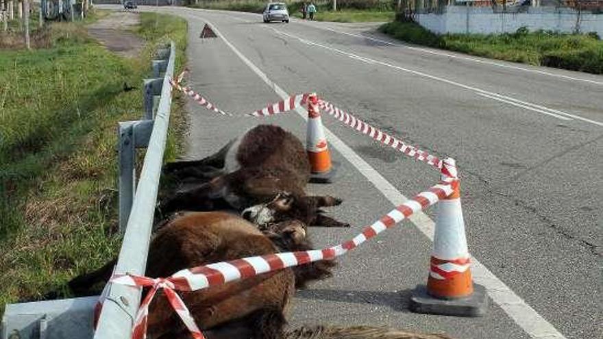 Un caballo y un asno, muertos en la carretera.  // A. Hernández