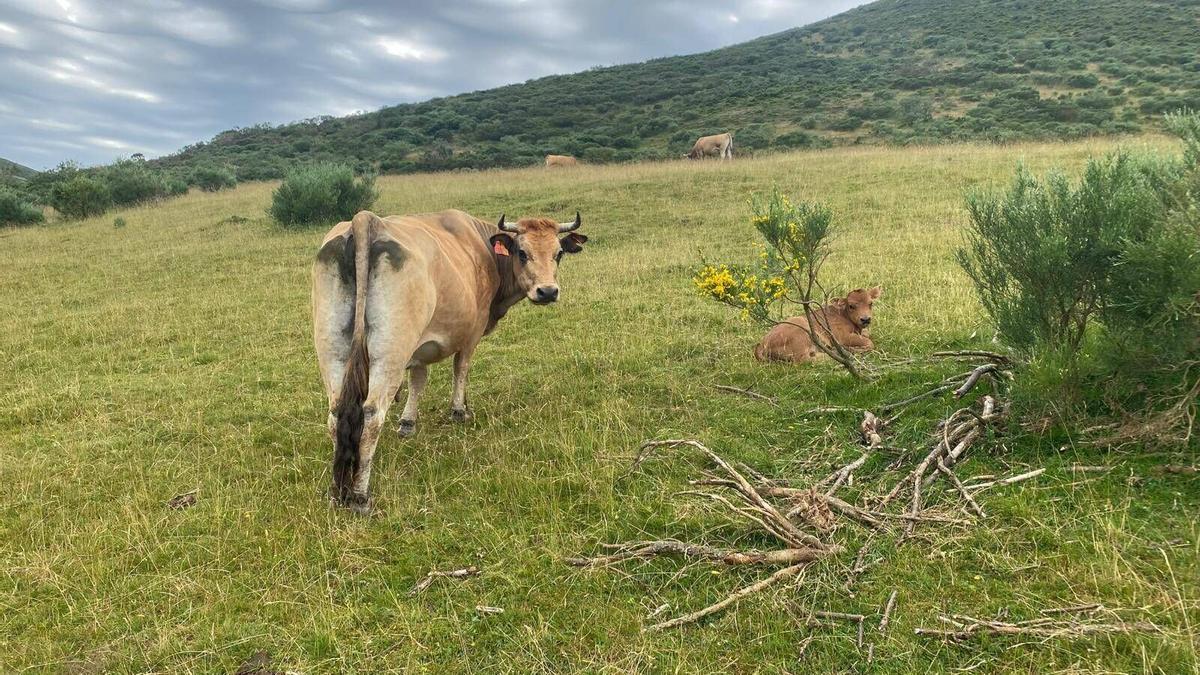 Ganado de Mieres en Los Hidalgo, junto al Puerto Pinos.