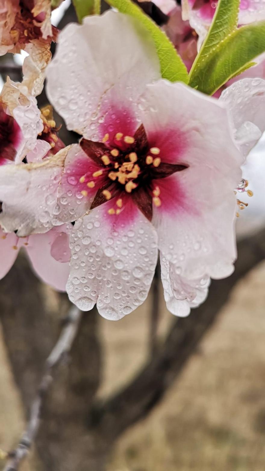 Los almendros en flor ya alegran los paisajes valencianos