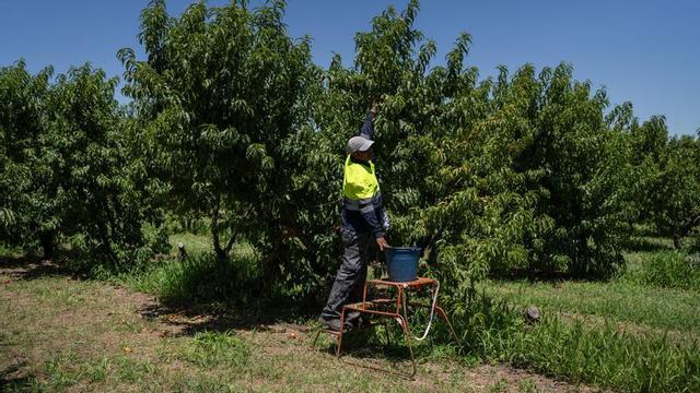 Temporers migrants treballant en camps als afores d’Alcarrás.