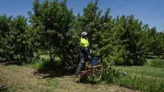 Sancionada la empresa del temporero de 61 años que murió en Alcarràs por tenerlo trabajando a 40 grados