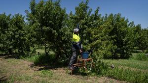 ALCARRÁS 12/07/2024 Sociedad. Temporeros migrantes trabajando en campos a las afueras de Alcarrás recogiendo melocotones. FOTO de ZOWY VOETEN