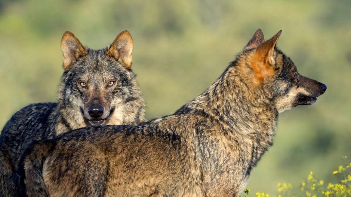 Los ataques de lobos se intensifican en la Comunidad de Madrid