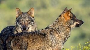 Los ataques de lobos se intensifican en la Comunidad de Madrid