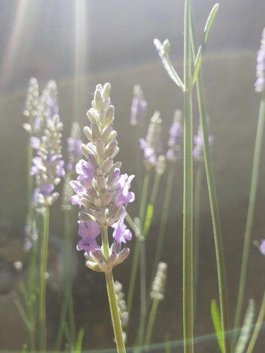 Lavanda. L'espígol és un arbust de la família de les lamiàcies o labiades, reconegut com a planta medicinal. També se l'anomena Lavandula angustifolia, que ve de lavo, que significa 'purificar'.