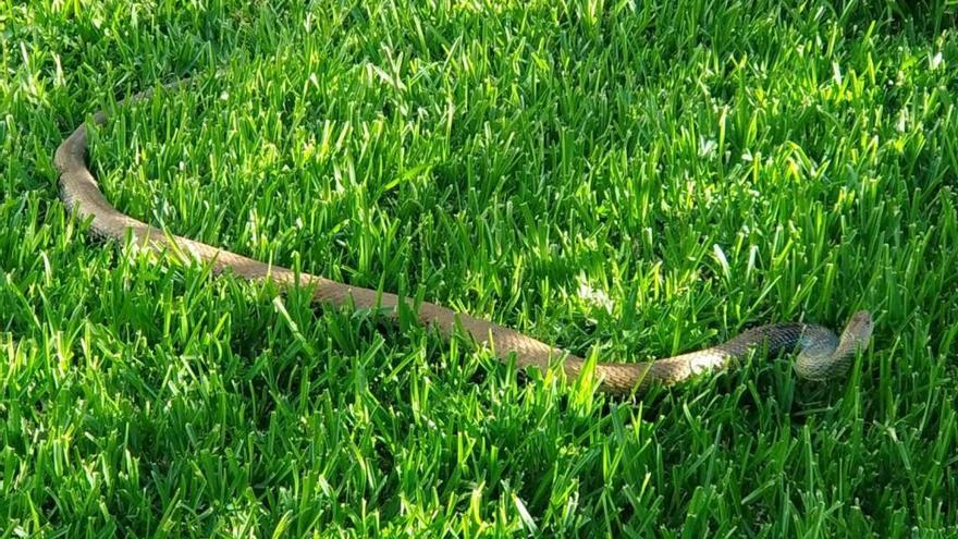 La serpiente, en el jardín que fue hallada.