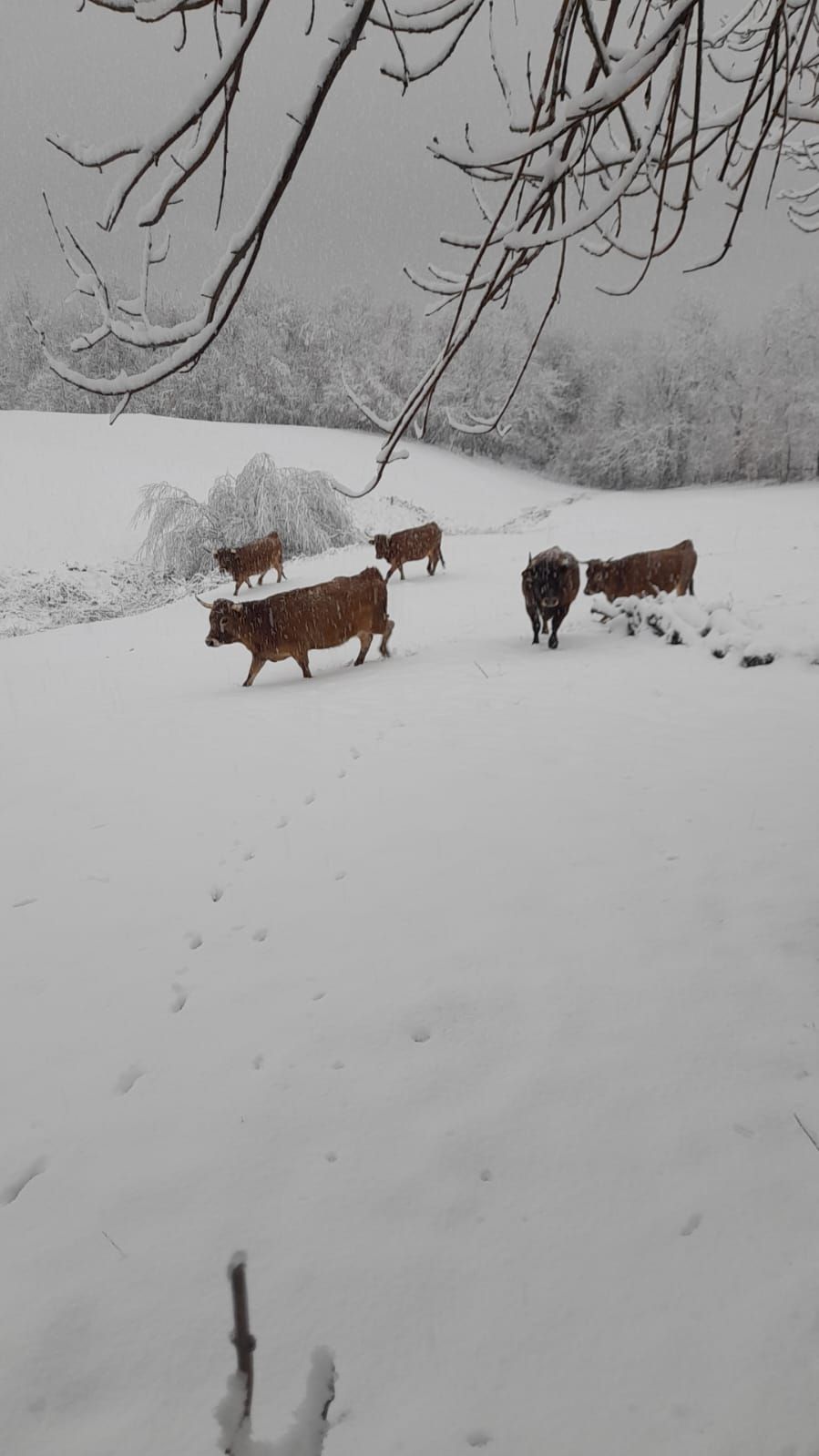 La nieve cubre de blanco varias localidades de montaña de Asturias