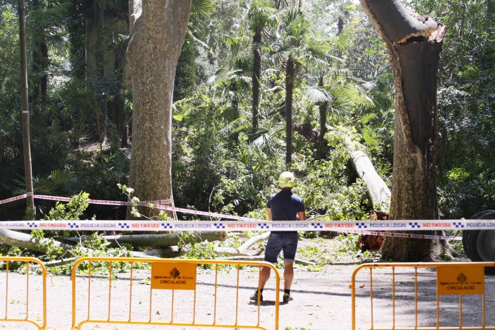 Tanquen fins dilluns els Jardins de la Devesa per la caiguda d''un plàtan