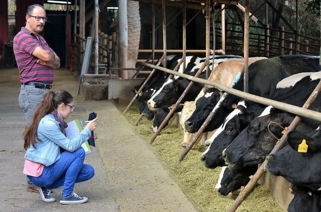 VACAS CABRAS LECHE PRODUCCION