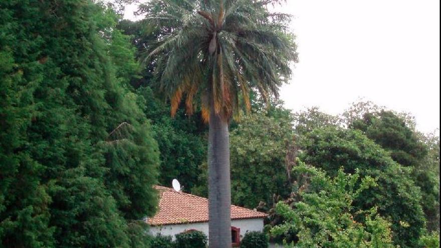 El picudo rojo amenaza al cocotero de Chile del pazo de Meirás, el único árbol protegido de Sada