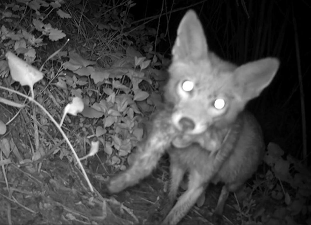 Imatge aconseguida amb fototrampeig d'una guineu alimentant-se