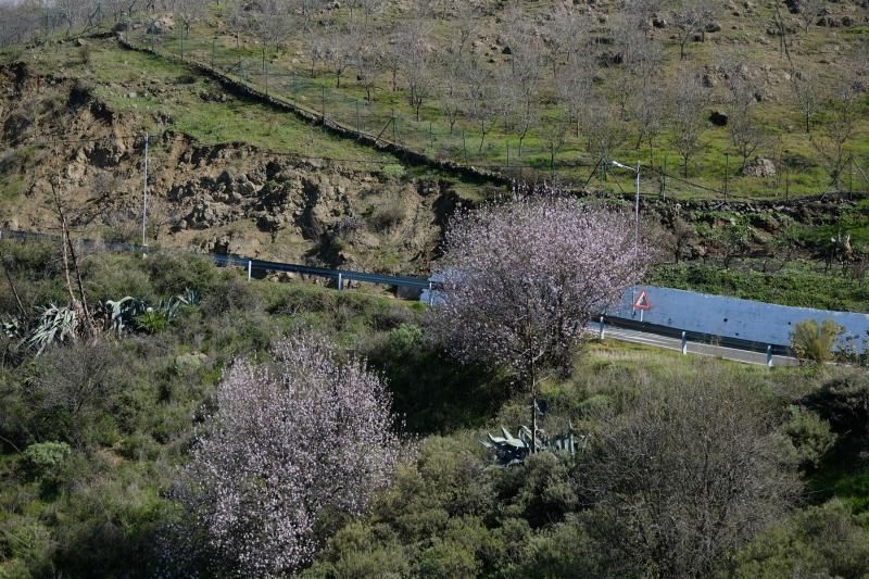 Almendros en flor