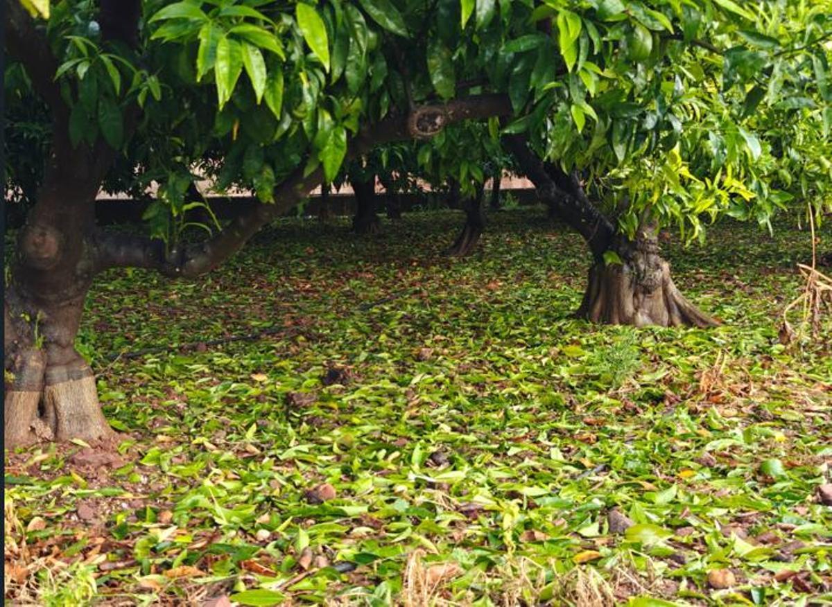 Daños del pedrisco en un campo citrícola de la Plana Baixa.