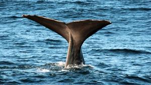 zentauroepp10309315 cuaderno viaje reportage islas lofoten y vesteralen en norue180419121225