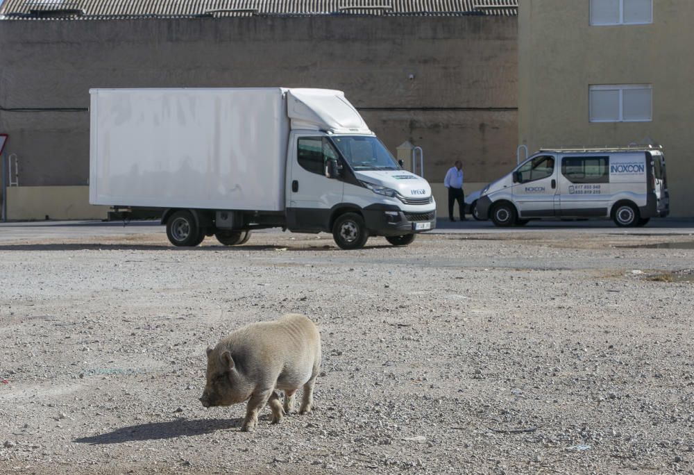 Cerdos vietnamitas en el entorno del Cementerio de Alicante