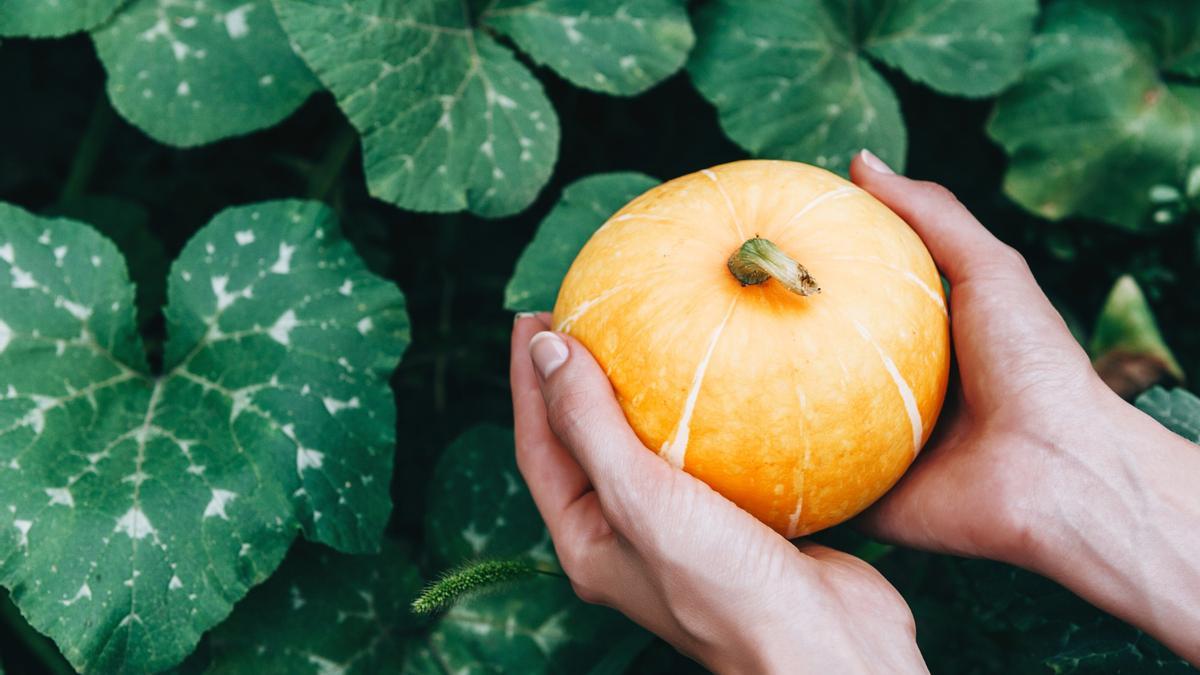 El alimento perfecto para reducir el ácido úrico