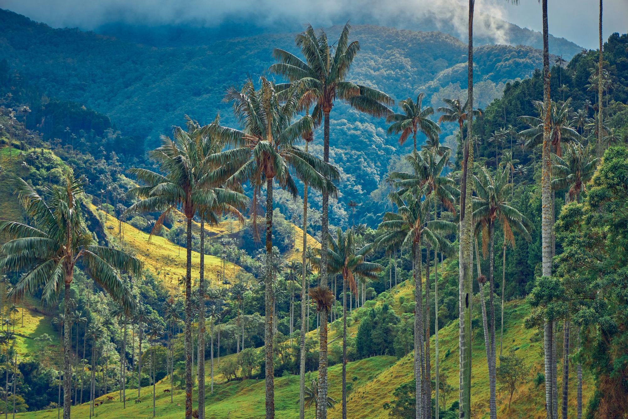 El valle donde crecen palmeras gigantes: miden casi 100 metros y es uno de los rincones más verdes de Hispanoamérica
