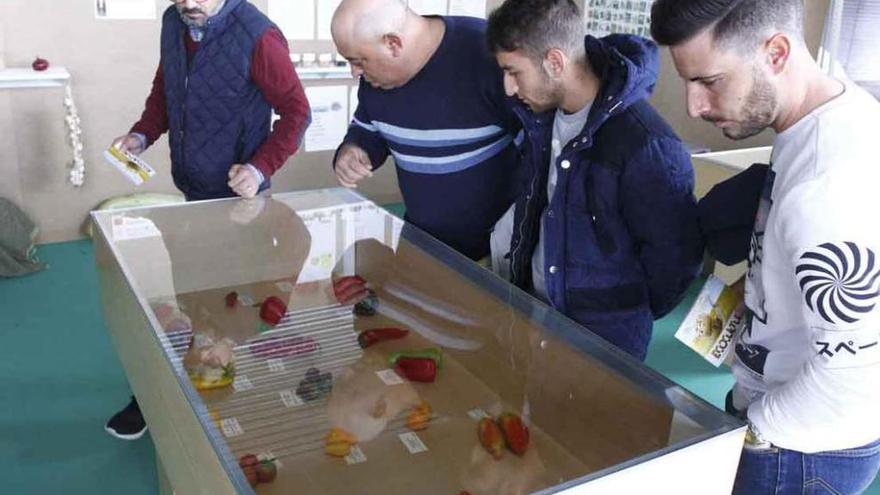 Varias personas observan frutas y verduras en Ecocultura 2016.