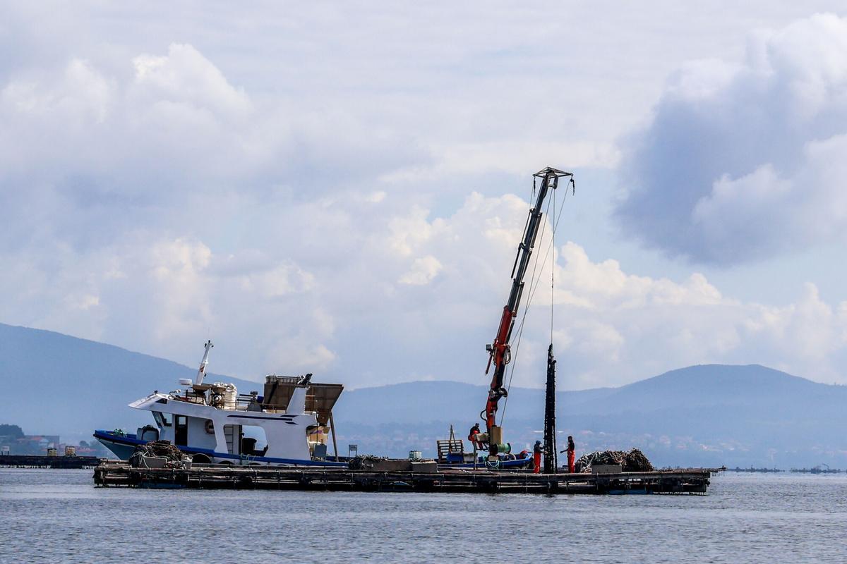 Bateeiros de A Illa desdoblan cuerdas de mejillón.