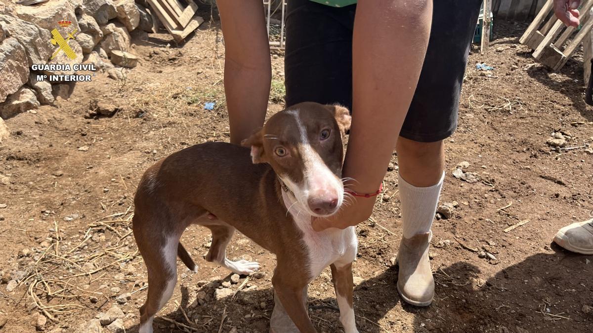 Uno de los podencos de una finca de Telde inspeccionada por el Seprona por presunto maltrato animal, que fue descartado.