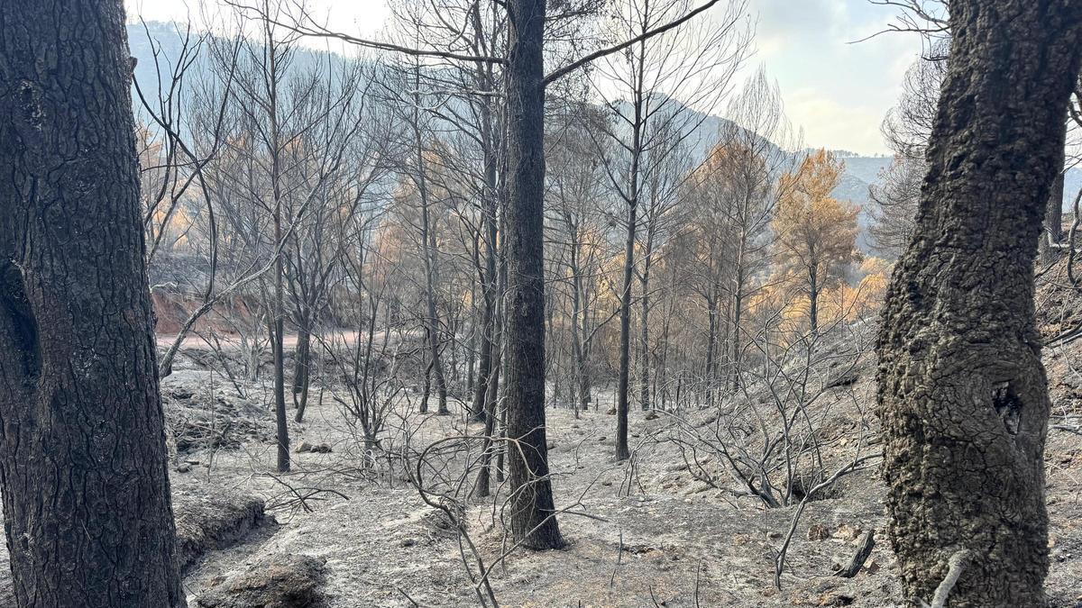 Desde Fundem defienden una gestión forestal en la que se primen las especies autóctonas frente a la proliferación de los pinos, que propagan más el fuego.